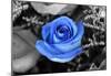 Blue Rose-null-Mounted Poster