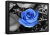 Blue Rose-null-Framed Poster