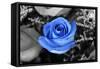 Blue Rose-null-Framed Stretched Canvas