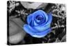 Blue Rose-null-Stretched Canvas