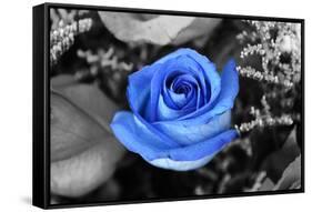 Blue Rose-null-Framed Stretched Canvas