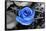 Blue Rose-null-Framed Stretched Canvas