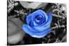 Blue Rose-null-Stretched Canvas
