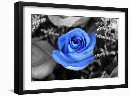 Blue Rose-null-Framed Photo