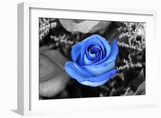 Blue Rose-null-Framed Photo