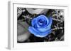 Blue Rose-null-Framed Photo