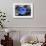 Blue Rose-null-Framed Photo displayed on a wall