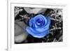 Blue Rose-null-Framed Photo