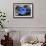 Blue Rose-null-Framed Photo displayed on a wall