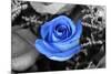 Blue Rose-null-Mounted Photo