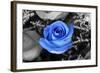 Blue Rose-null-Framed Photo