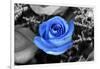 Blue Rose-null-Framed Photo