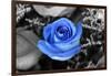 Blue Rose-null-Framed Photo