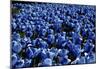 Blue Roses Madison Square Park NYC-null-Mounted Poster