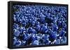 Blue Roses Madison Square Park NYC-null-Framed Poster