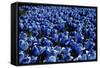 Blue Roses Madison Square Park NYC-null-Framed Stretched Canvas