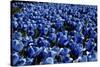 Blue Roses Madison Square Park NYC-null-Stretched Canvas