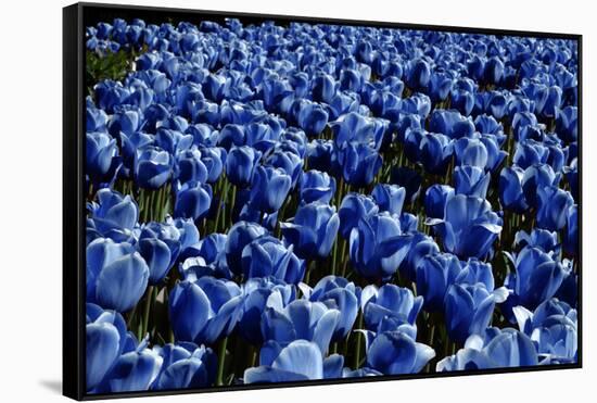 Blue Roses Madison Square Park NYC-null-Framed Stretched Canvas