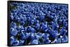 Blue Roses Madison Square Park NYC-null-Framed Stretched Canvas