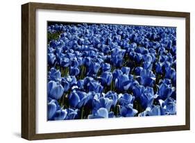 Blue Roses Madison Square Park NYC-null-Framed Photo