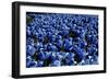 Blue Roses Madison Square Park NYC-null-Framed Photo