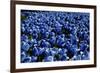 Blue Roses Madison Square Park NYC-null-Framed Photo