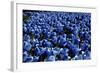 Blue Roses Madison Square Park NYC-null-Framed Photo