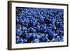 Blue Roses Madison Square Park NYC-null-Framed Photo