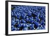 Blue Roses Madison Square Park NYC-null-Framed Photo