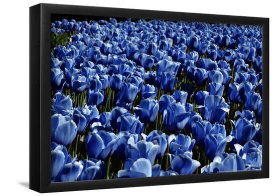 Poster, , large