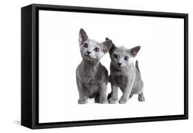 Blue Russia Cat-Fabio Petroni-Framed Stretched Canvas