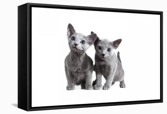 Blue Russia Cat-Fabio Petroni-Framed Stretched Canvas