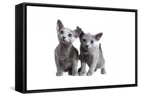 Blue Russia Cat-Fabio Petroni-Framed Stretched Canvas