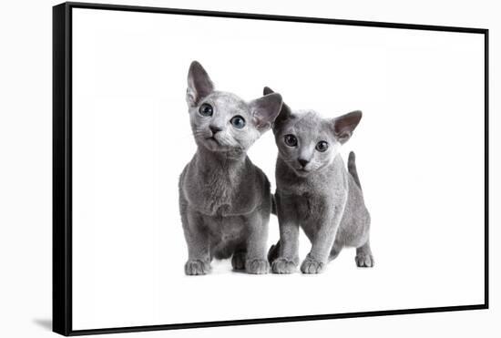 Blue Russia Cat-Fabio Petroni-Framed Stretched Canvas