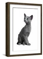 Blue Russia Cat-Fabio Petroni-Framed Premium Photographic Print