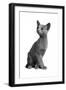 Blue Russia Cat-Fabio Petroni-Framed Premium Photographic Print