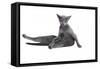 Blue Russia Cat-Fabio Petroni-Framed Stretched Canvas