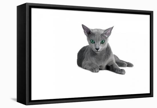 Blue Russia Cat-Fabio Petroni-Framed Stretched Canvas