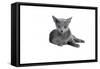 Blue Russia Cat-Fabio Petroni-Framed Stretched Canvas