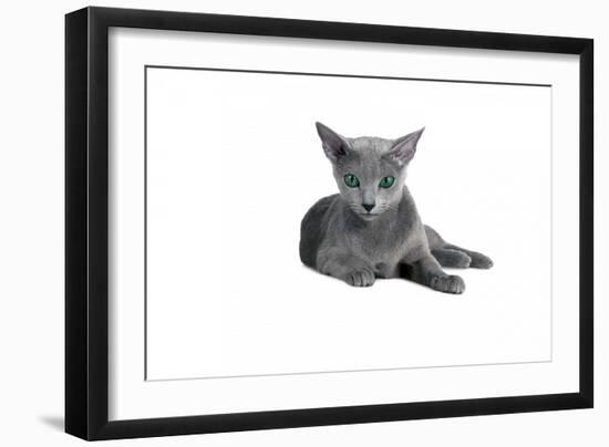 Blue Russia Cat-Fabio Petroni-Framed Premium Photographic Print