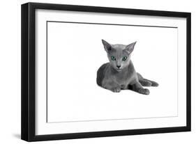 Blue Russia Cat-Fabio Petroni-Framed Premium Photographic Print