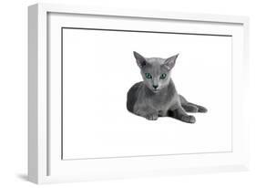 Blue Russia Cat-Fabio Petroni-Framed Premium Photographic Print