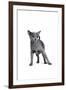 Blue Russia Cat-Fabio Petroni-Framed Photographic Print