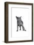 Blue Russia Cat-Fabio Petroni-Framed Photographic Print