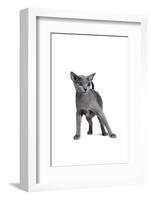 Blue Russia Cat-Fabio Petroni-Framed Photographic Print