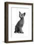 Blue Russia Cat-Fabio Petroni-Framed Photographic Print