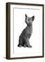 Blue Russia Cat-Fabio Petroni-Framed Photographic Print