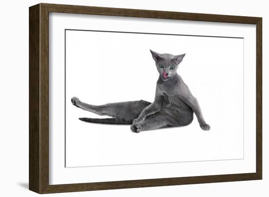 Blue Russia Cat-Fabio Petroni-Framed Photographic Print