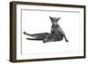 Blue Russia Cat-Fabio Petroni-Framed Photographic Print