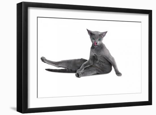 Blue Russia Cat-Fabio Petroni-Framed Photographic Print